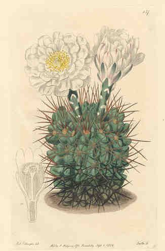 Melon-Thistle - Melocactus communis - Мелокактус